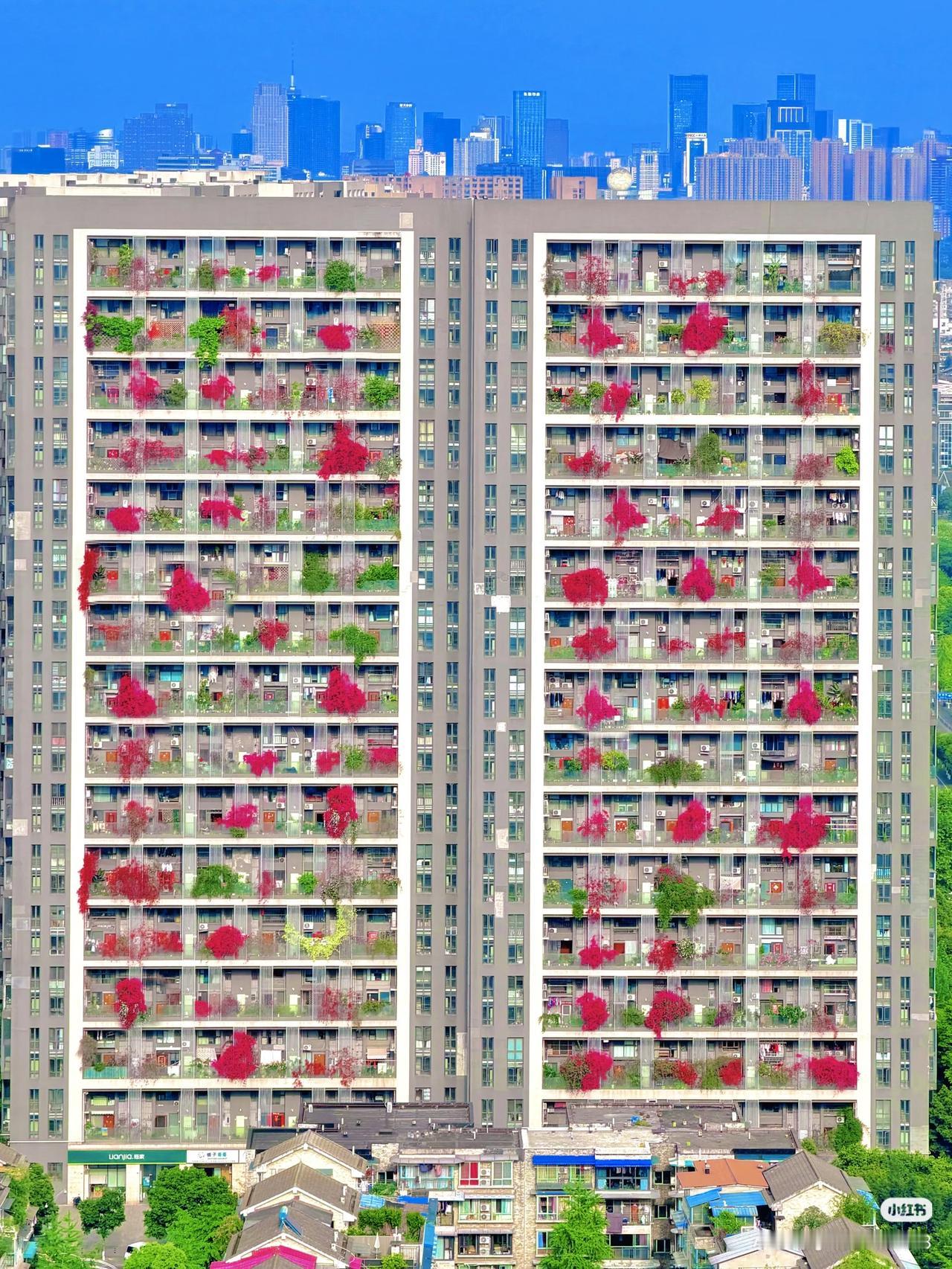 成都这小区咋做到家家户户不封阳台，统一栽三角梅的？[笑哭]