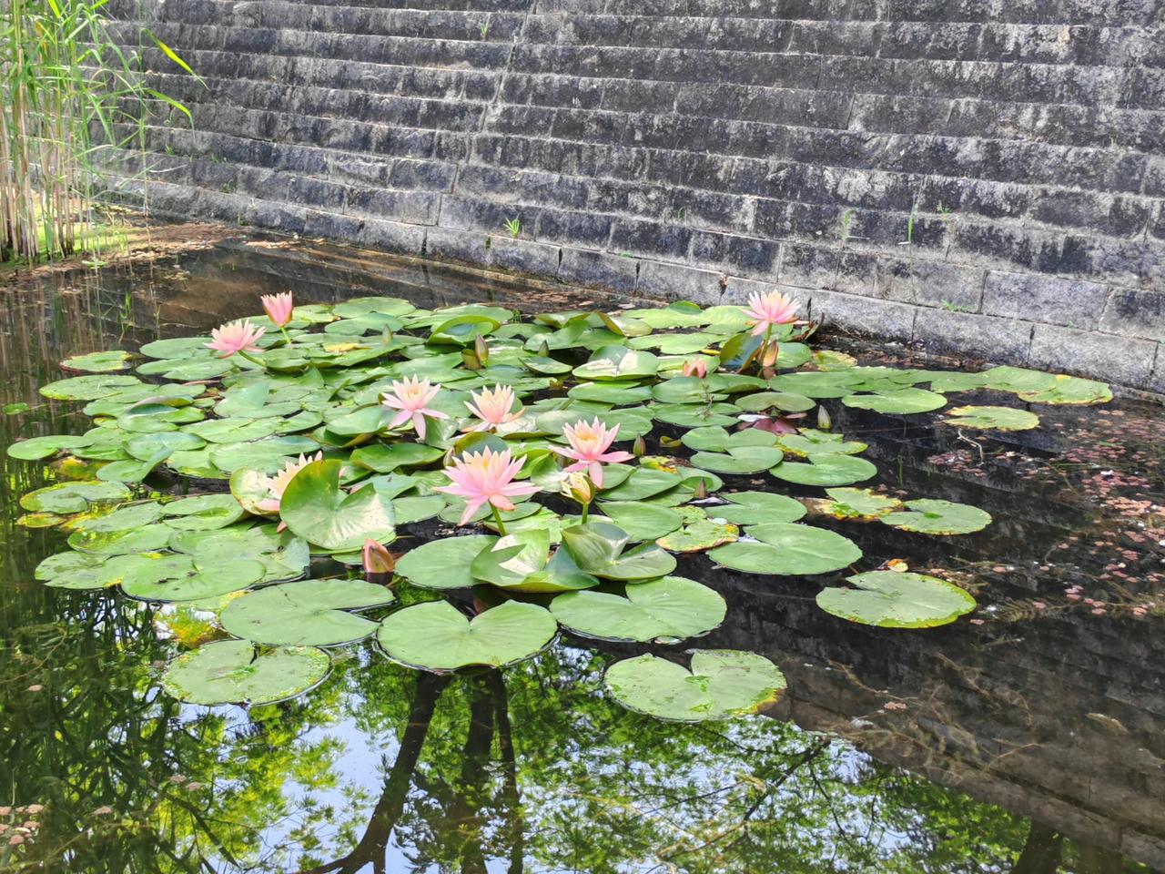 现在只能看到睡莲盛开，5月26日就看到沙湖公园荷叶田田，荷花竞相绽放，好多游客穿