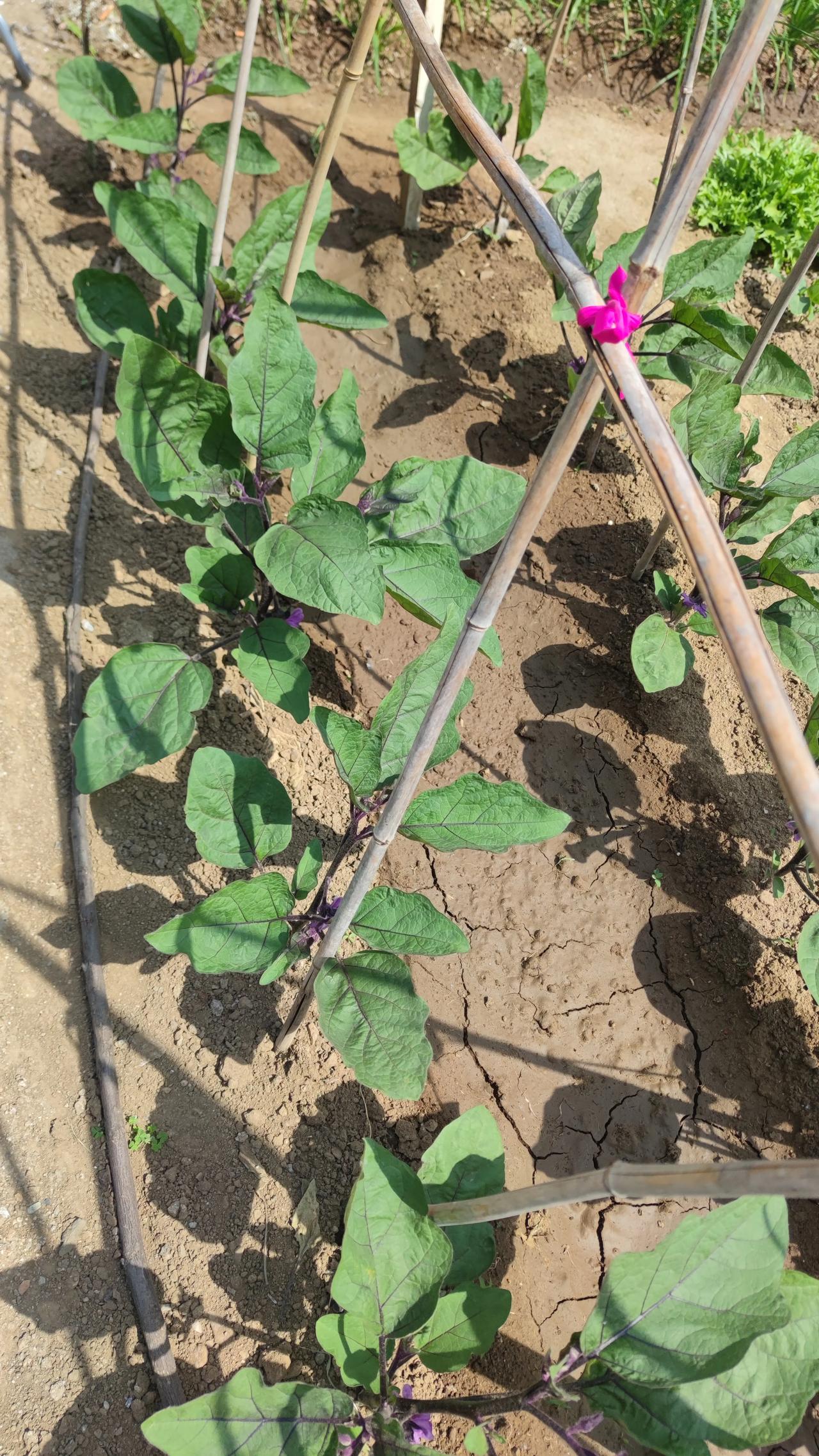 最佳的养老锻炼方式当属种菜，你听了或许会有些惊讶，但这可是经过专家鉴定的。很多年
