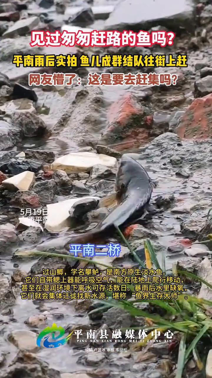 见过匆匆赶路的鱼吗？平南雨后实拍鱼儿成群结队往街上赶。网友懵了：这是要去赶集吗？
