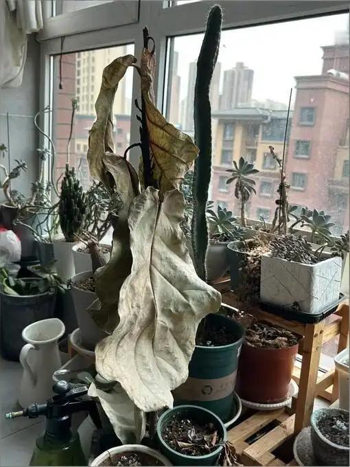 一月不见就这样了呢