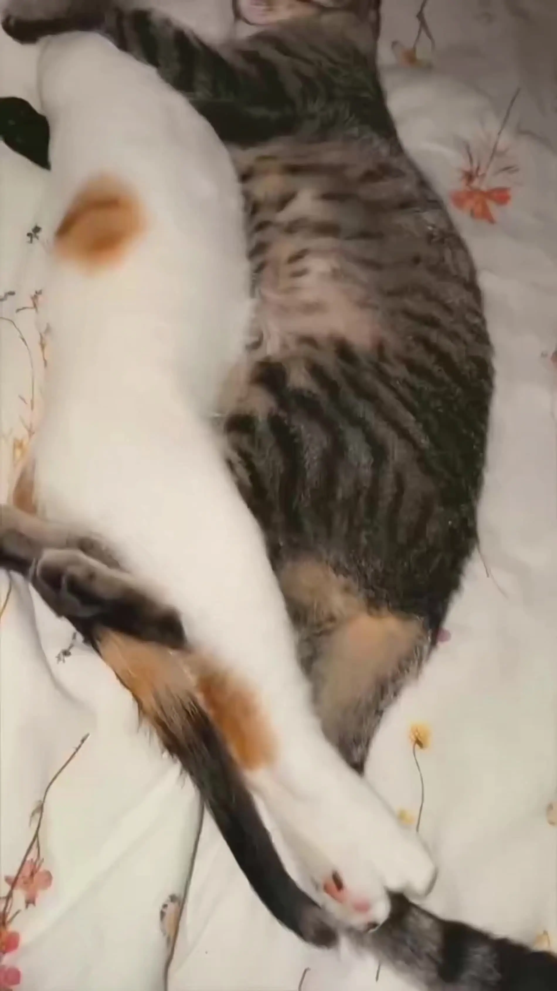 我和你才是天下第一最最好～歌曲感谢你爱着我 好歌分享官