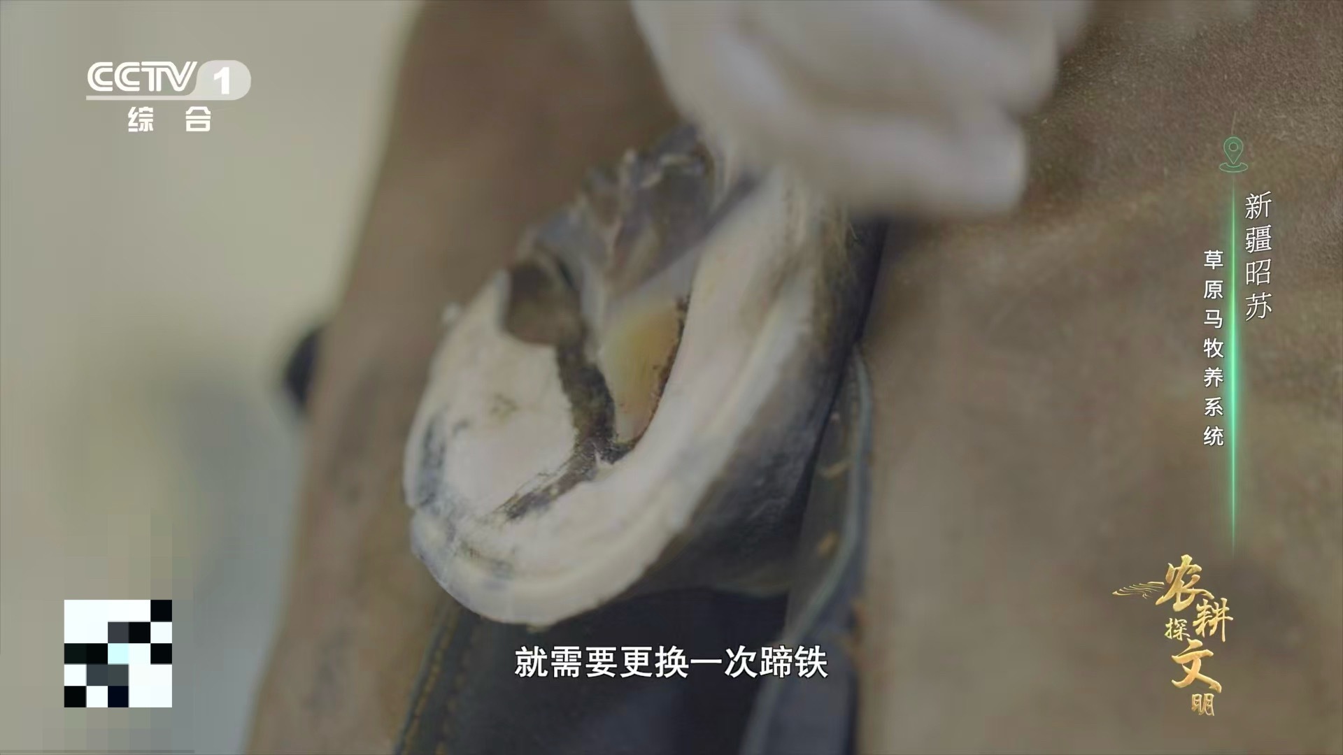 为马儿定制“跑鞋”的人！钉蹄师的工作精细且关键。他们精准操作，确保蹄铁完美贴合，