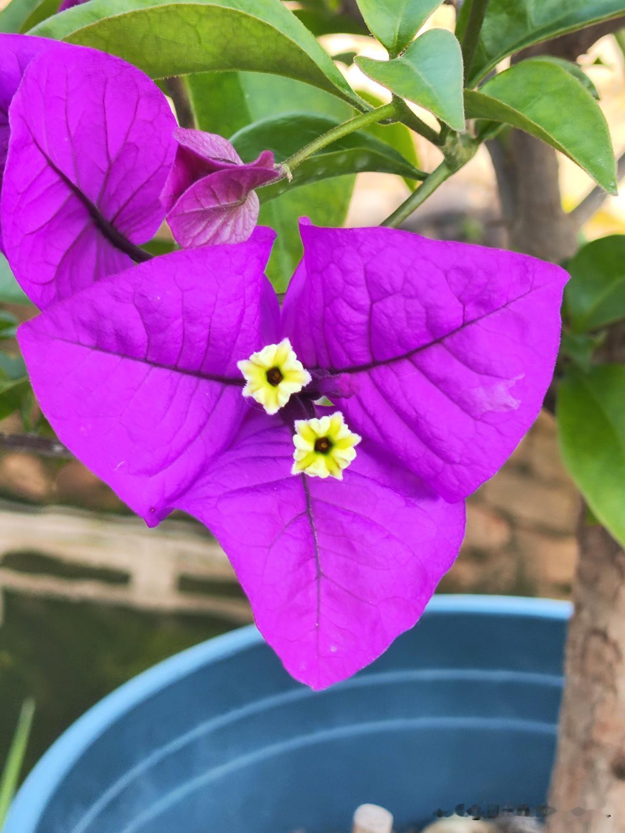 紫色的叶子花
漂亮美丽
太赞了
美丽庭院
家家户户都是养了花
花开美丽绝美随手拍