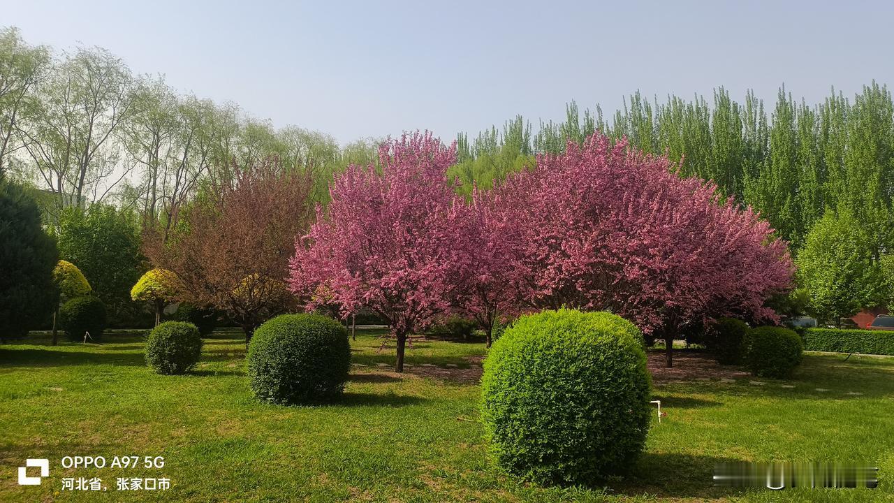粉红色的桃花，碧绿景观树，苍松翠柏，把小区装扮的十分优美！