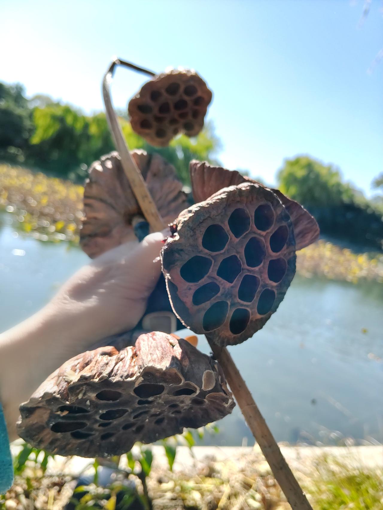 额外的收获
从紫竹苑行宫出来，见到有游人手举着残荷和干枯的莲蓬。开始以为人家是在