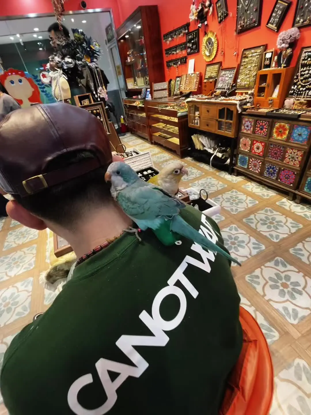 萌宠 手养鹦鹉 鹦鹉日常