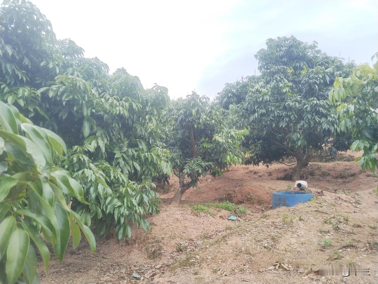 归乡的田园生活

从竞争激烈的都市丛林抽离，我携着城市打磨的生存智慧，回到半现代