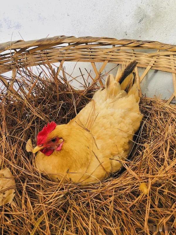 母鸡下蛋真不需要公鸡。就像邻居王婶养了十只母鸡，一天能捡九个蛋，这些蛋大多没受精