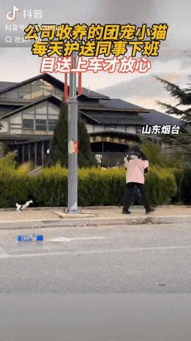 山东烟台，一女子的公司收养了只流浪猫，没想到这猫咪特别通人性，它每天送同事下班，