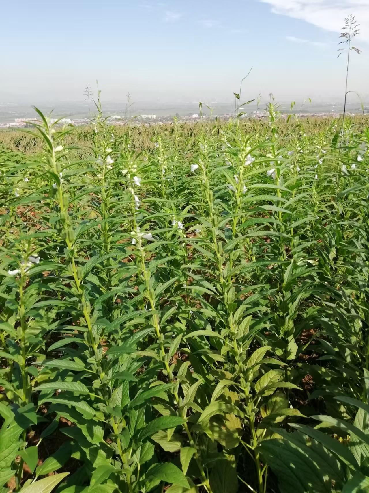 戴旭是知名的鹰派人物。
不过，他的言论并非毫无道理。
他指出，战争只是形式各异，