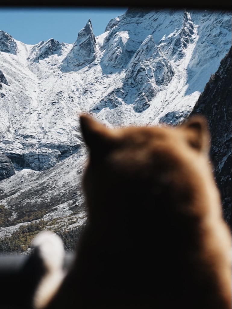 山的那边是什么 小狗会陪你去看
