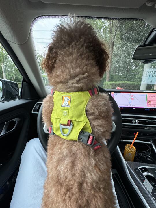 🐶：人！小斗带你兜风鸭～～～