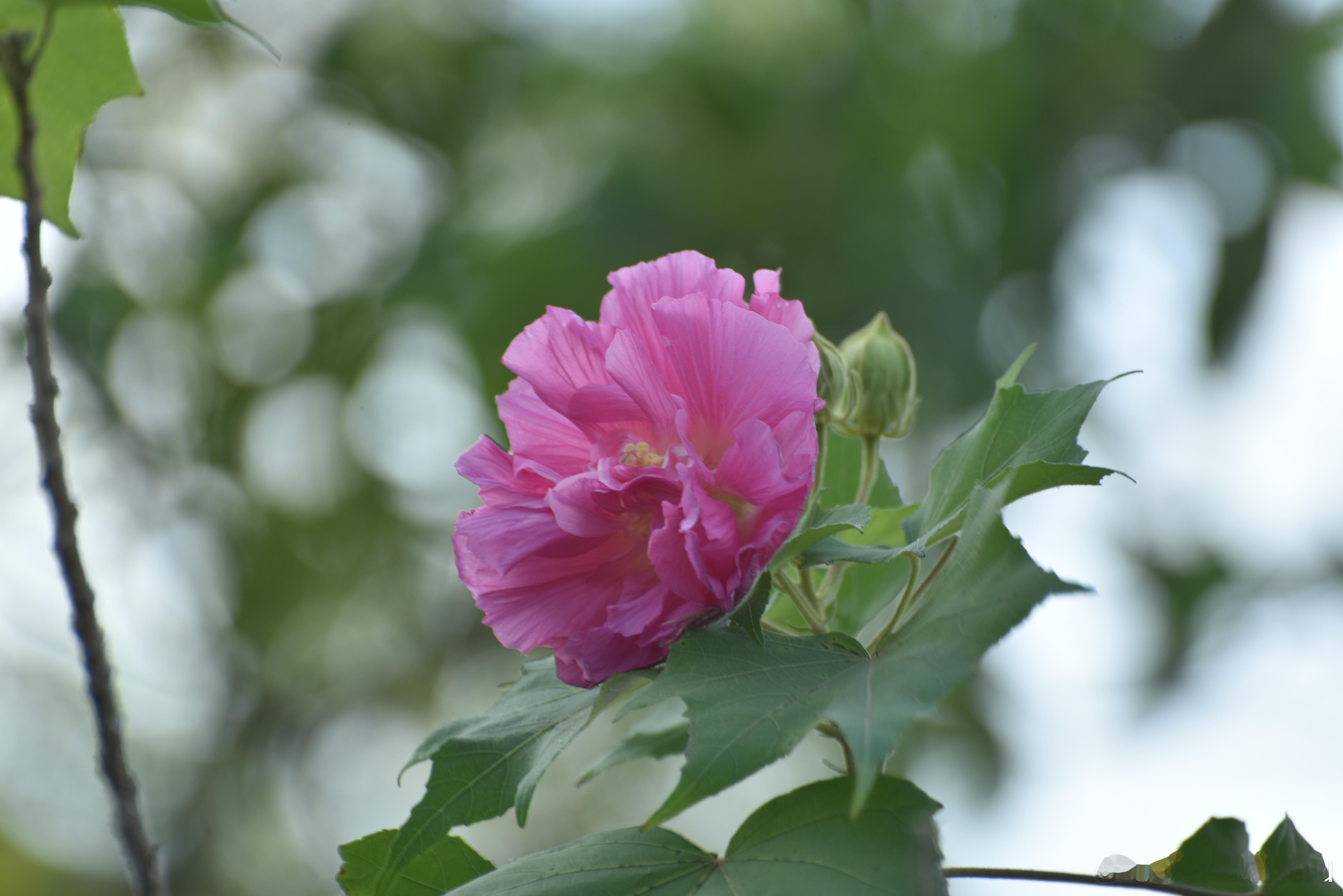 国家地理[超话]  木芙蓉 别名芙蓉花 、拒霜花 锦葵科木槿属植物，一日三变色 