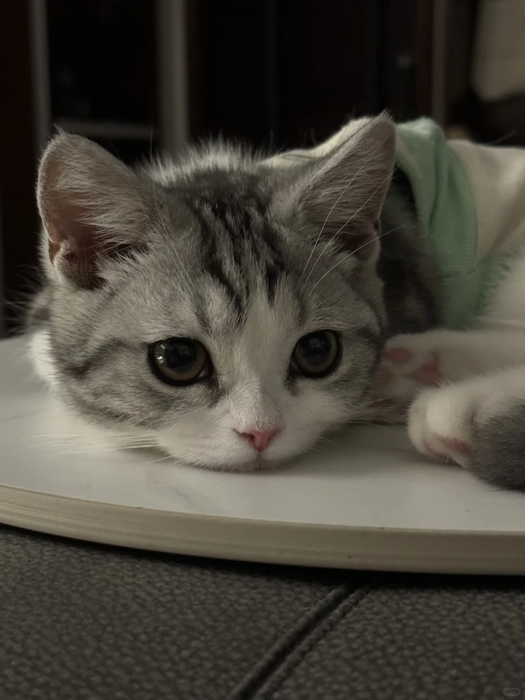 左滑让小猫睡觉