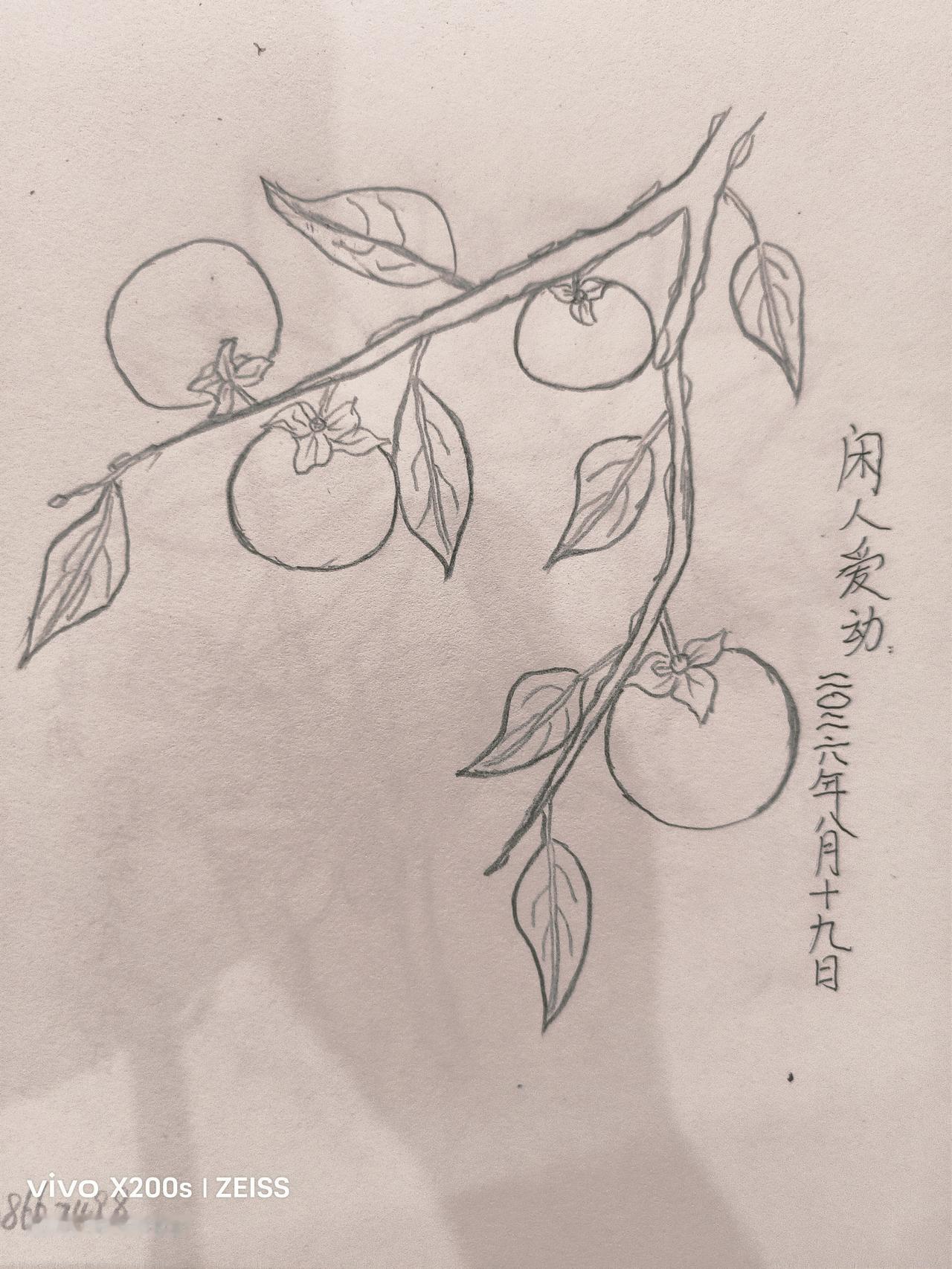 分享一张最近随手拍的照片柿柿如意：下图是闲人爱动饭吃之后在家绘制的铅笔画。