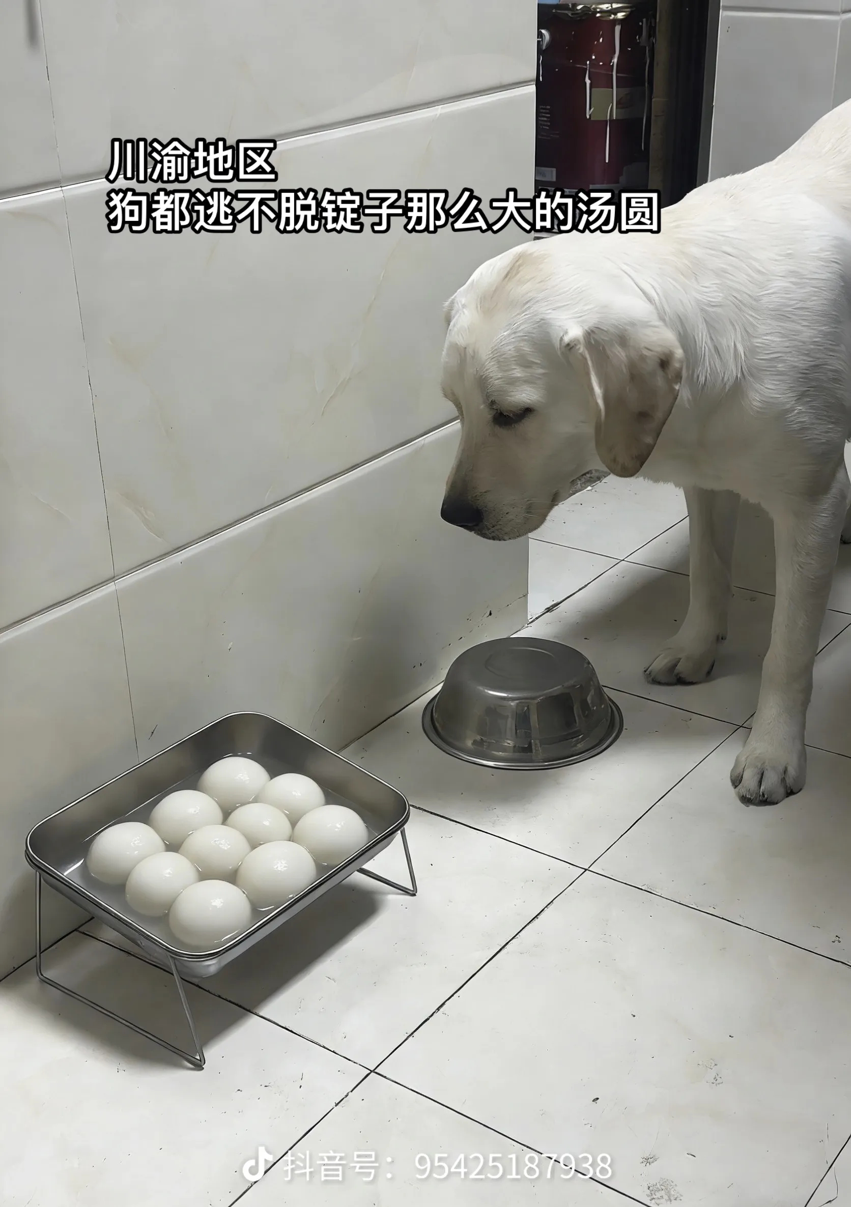 不知道该惊讶🫢狗子也逃不过汤圆还是一颗汤圆会有这么大😲 