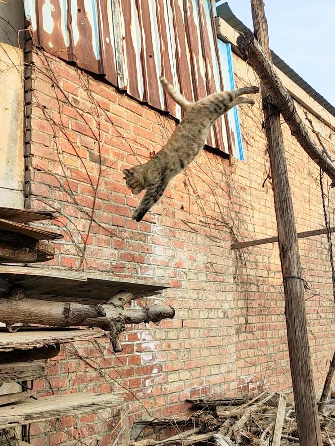 考验你的眼力，图中来找猫。
今天去河边运动，
回来的时候穿胡同。

我的近视眼真