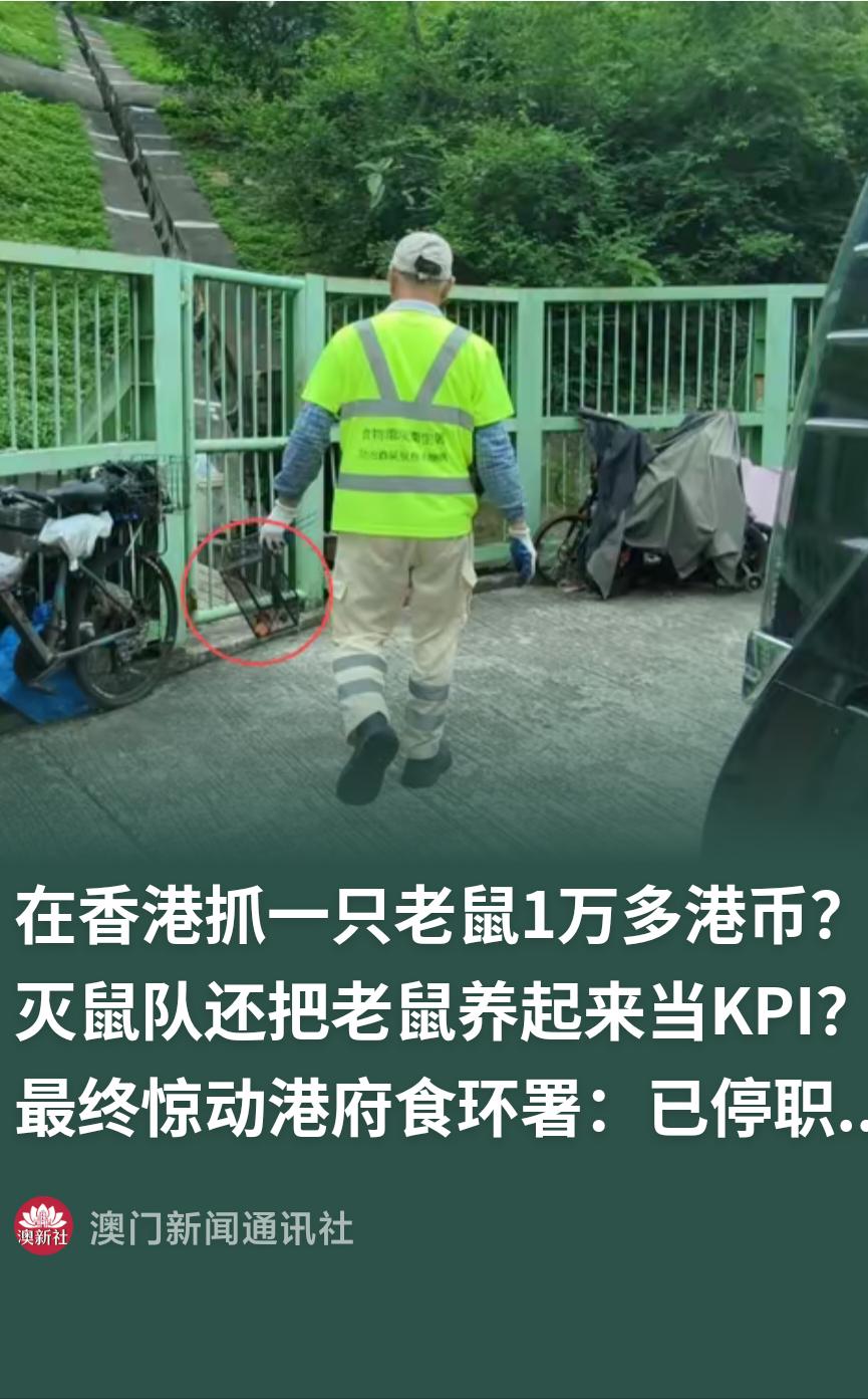 香港灭鼠闹出天大笑话，灭鼠队被曝把活鼠养在山坡上，喂苹果、喂番薯。纳税人花一万多