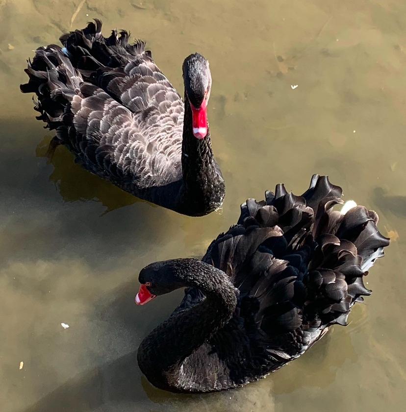 老伯解物｜鸟还在过母系社会？
忘了几点开始，窗外的鸟叫声就盖过了蛙叫声。好奇鸟在
