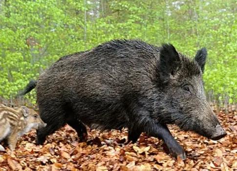 八十年代上我老丈人家帮着收秋，他们那地多，喜欢种黄豆，一家能种二三十亩，而且各家