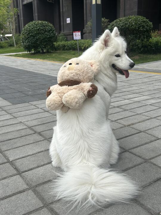 统一：我也是有小熊的人了！