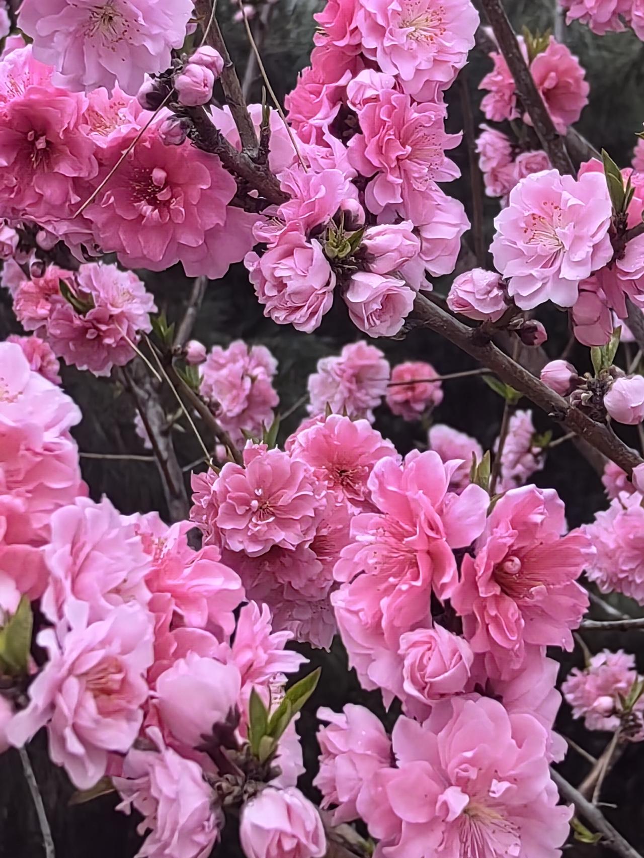 发一张你相册最近拍的花桃河公园进入花开季，周围还有人行步道，可以，一边欣赏花海，