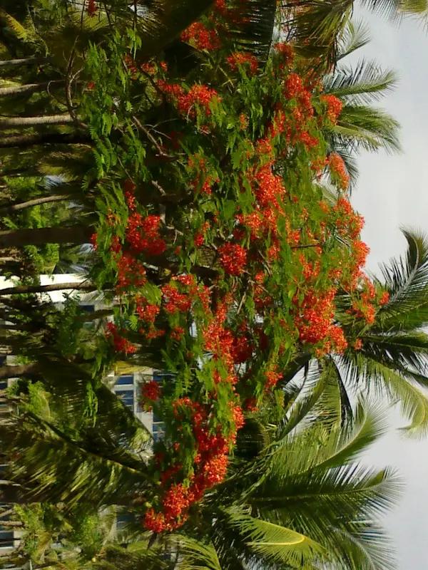 春到黎乡
椰风暖旭至黎乡，海韵山歌绽丽妆。
火焰繁花燃绿野，云霞赤蕊映晴芒。
琼