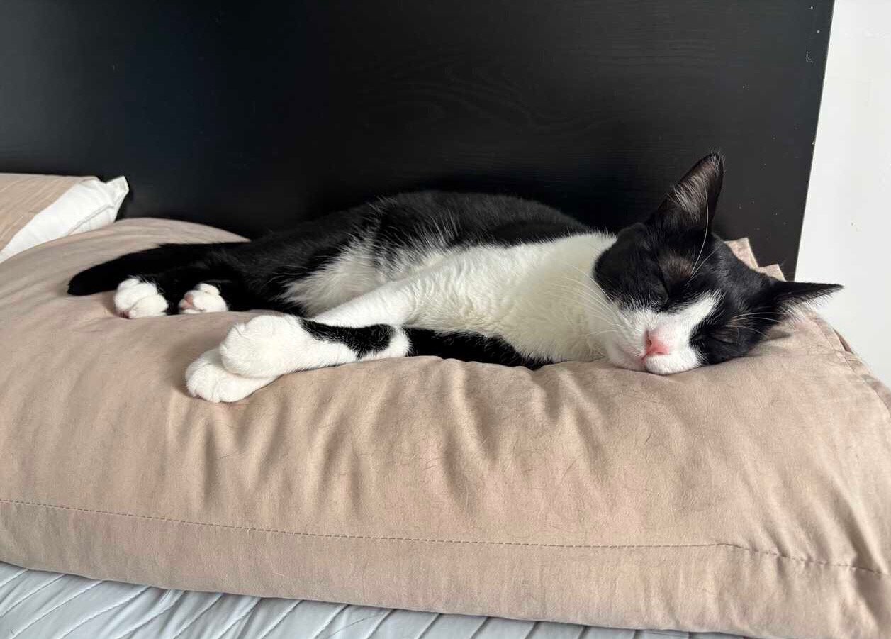 您休息吧，因为我困了。daily奶牛猫 （投稿：） 