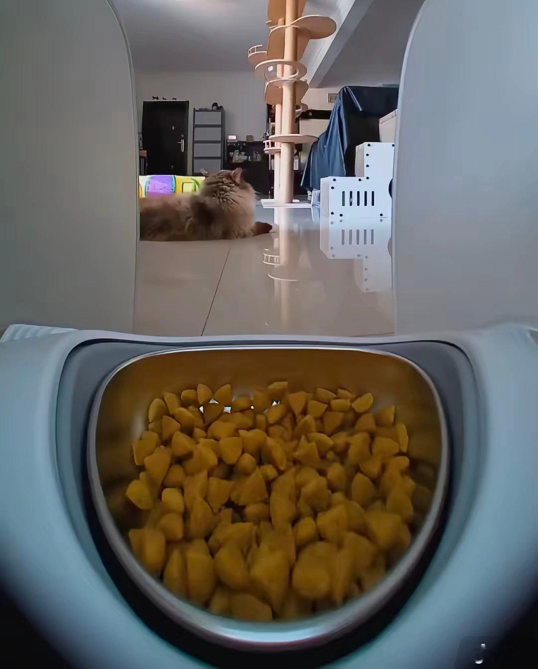 哈哈哈笑死我了，这个猫脸识别喂食器，碰到胖子猫会转到空盘！ 