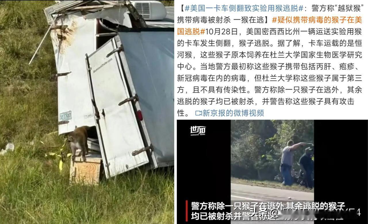 又来？美国一运猴卡车侧翻，有6只实验用猴趁机逃跑了。刚开始警方从司机口中得知，这