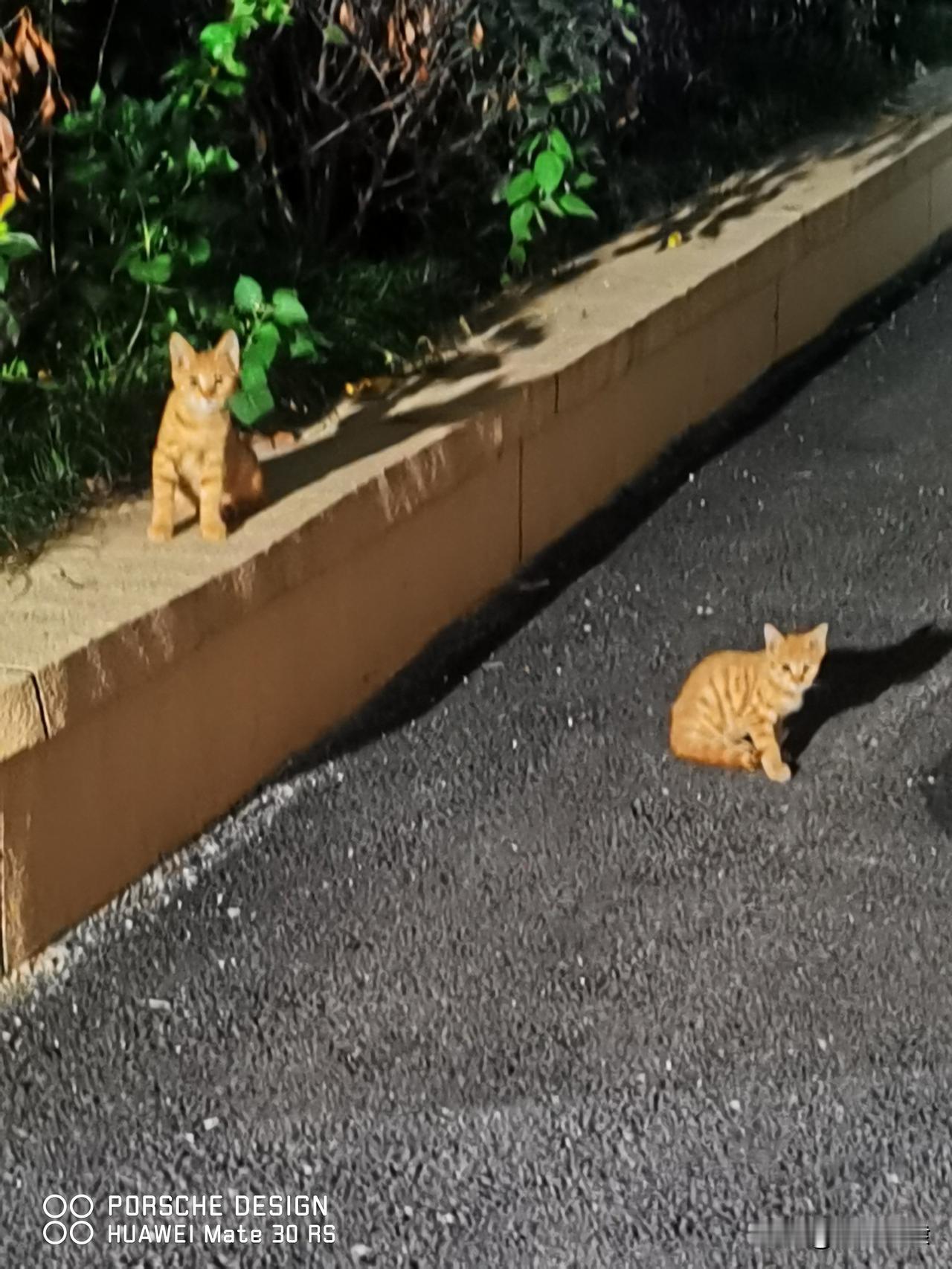 晒图笔记大赛两小只萌萌哒🐱