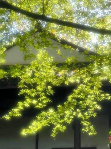 第五人格[超话] 如果未来三个月你只能穿一件紫皮  你会选哪一件 