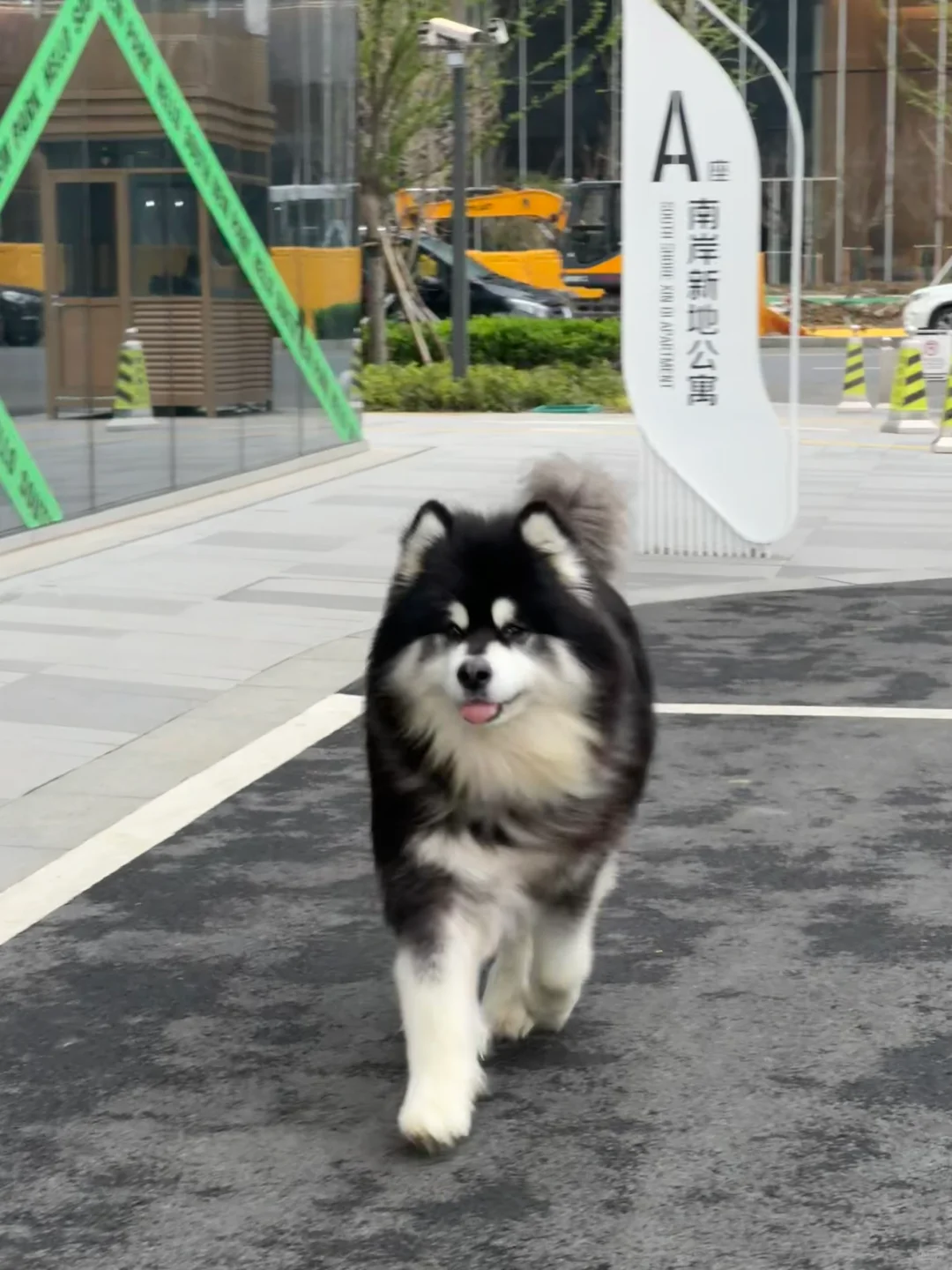 接上一条的宠物友好公寓
