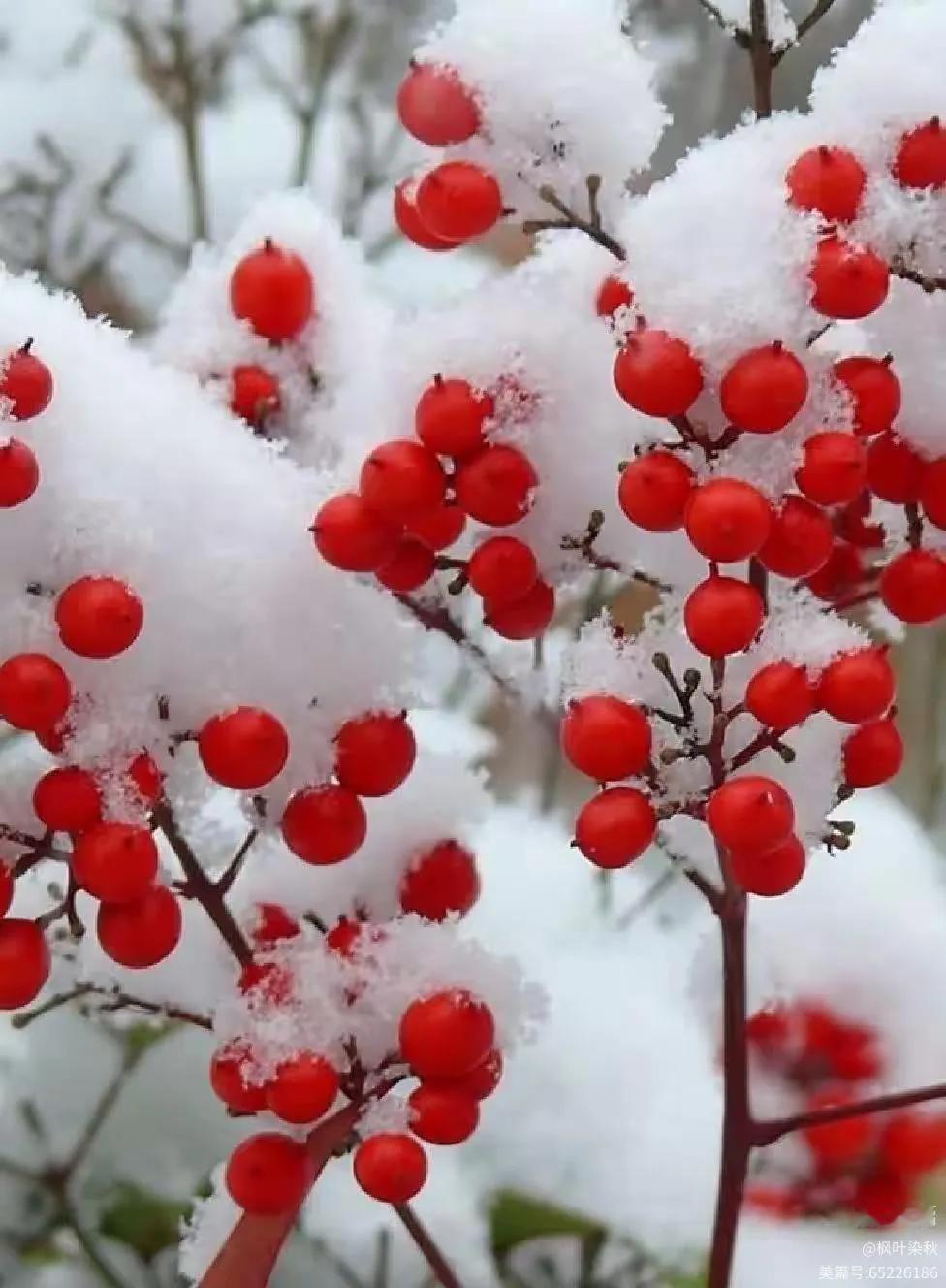 七律•十二月
地冻天寒岁杪归，
梨花漫舞雪紛飞。
冰封万壑藏幽谷，
雾绕千峰锁翠