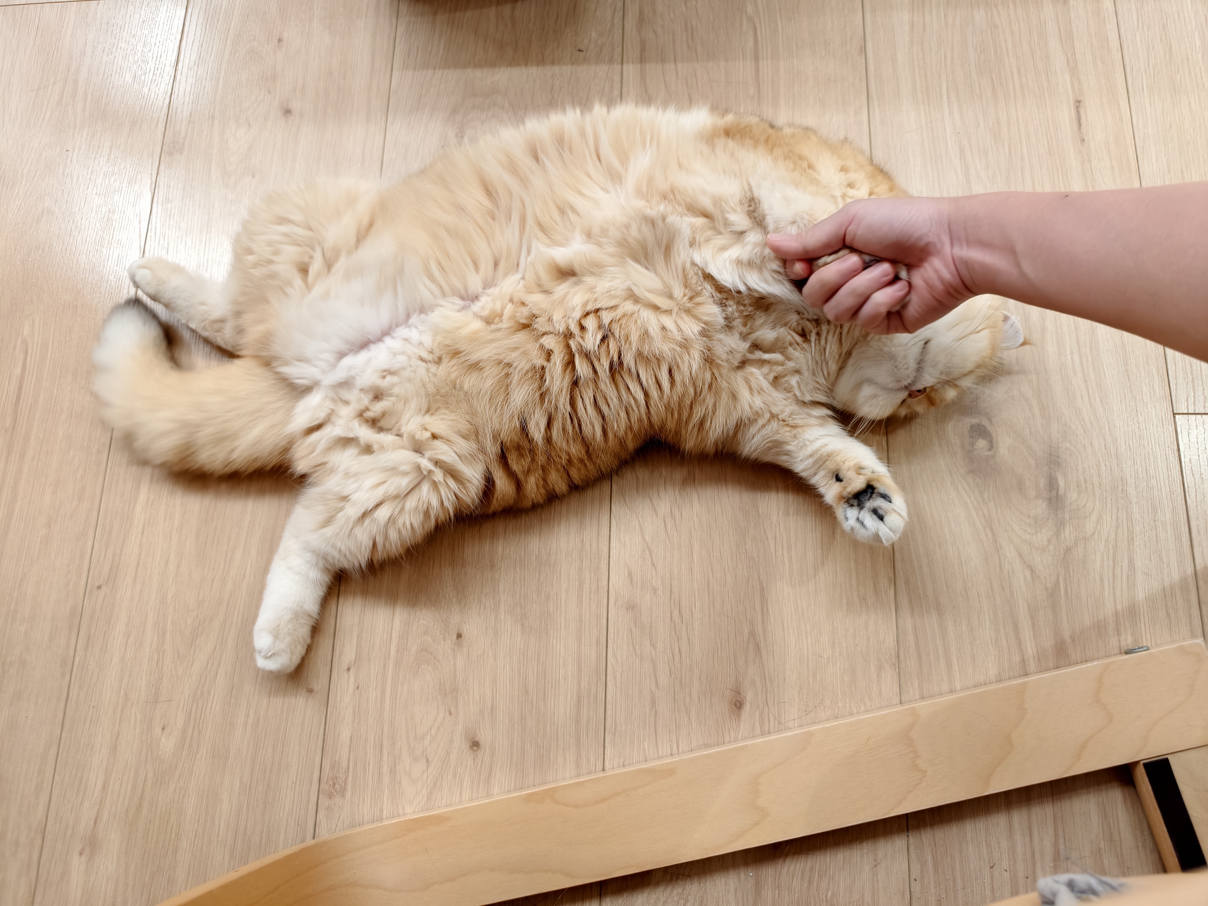 一头任人宰割的小猪咪菇冬怎么肥四