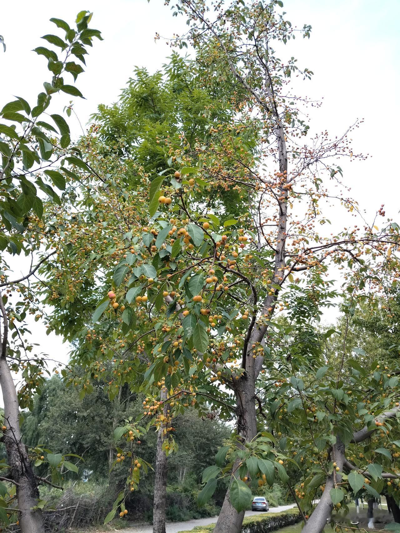 山荆子
万千丹珠挂纤枝，
春繁夏盛秋盈实‌。
仰面观赏斑斓处，
请续句……
（蓝