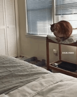 这猫算是养废了，以后别指望它能抓老鼠。