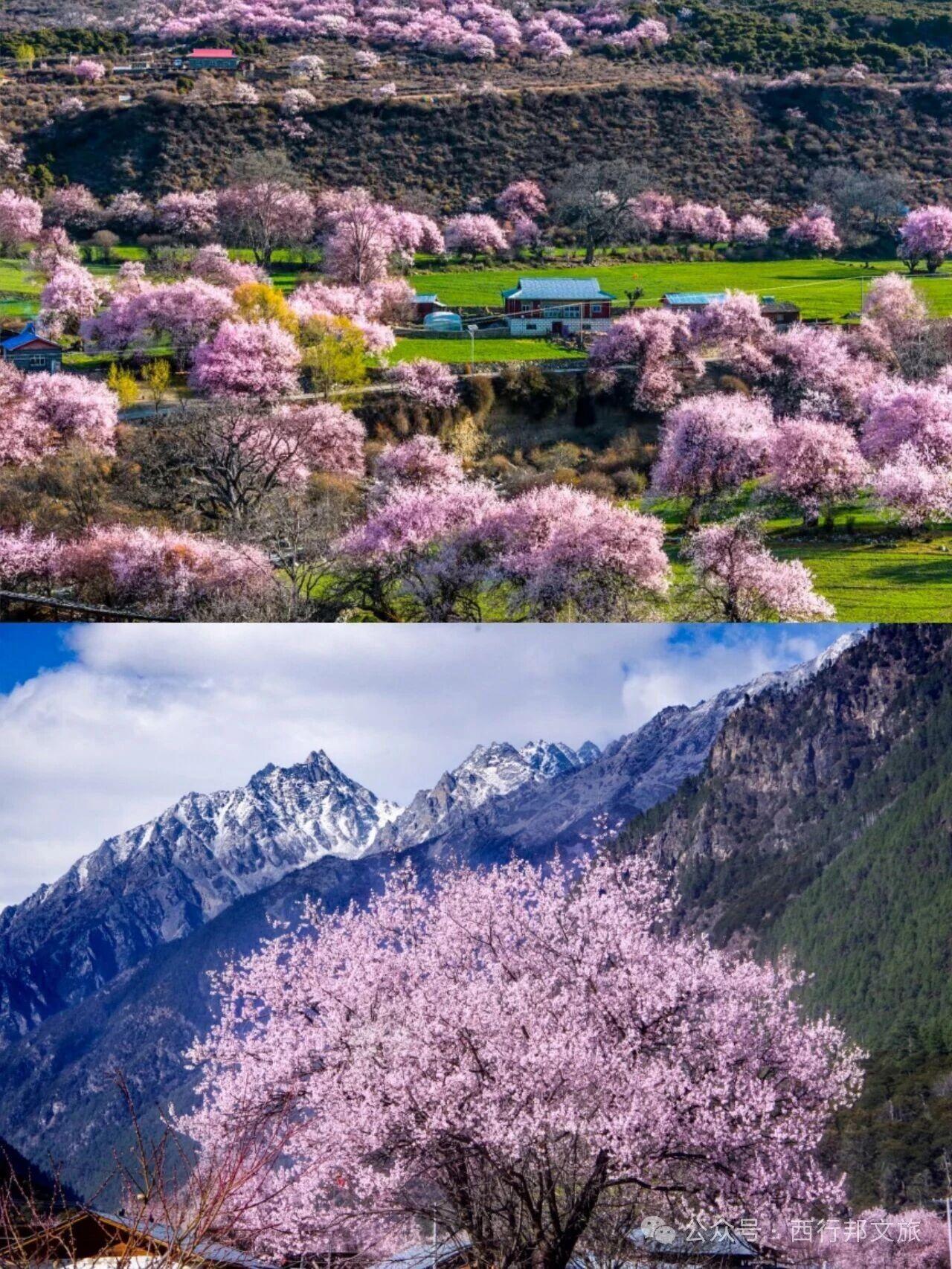 如果你还在犹豫这个春天要去哪里
我想告诉你：林芝的桃花，已经开了

此刻，在西藏