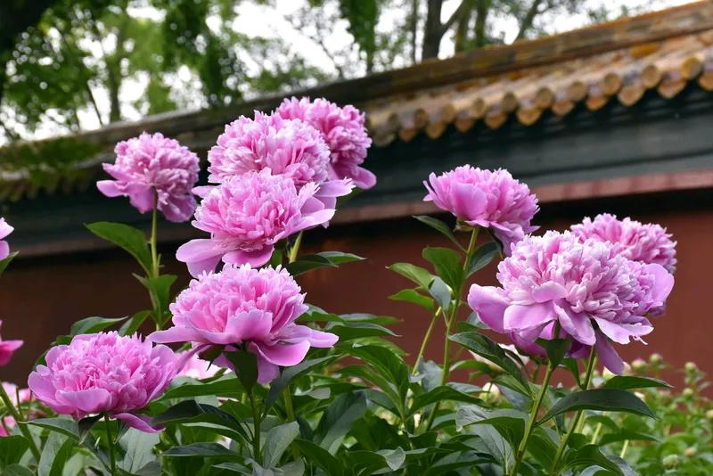 姿娇容艳微笑甜，
红衣飞舞如天仙。
帅哥迷醉出聘礼，
喜结人间好姻缘。