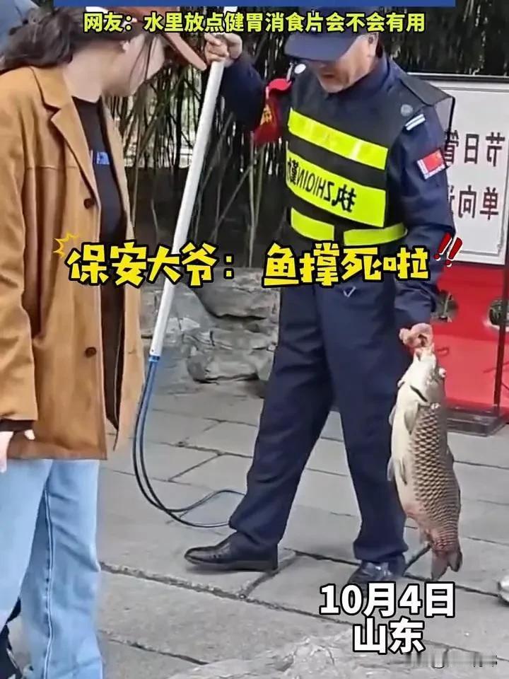 趵突泉鱼被撑死了，管理人员劝游客们停止喂食。镜头下的鱼肥得像猪一样，看样子的确是