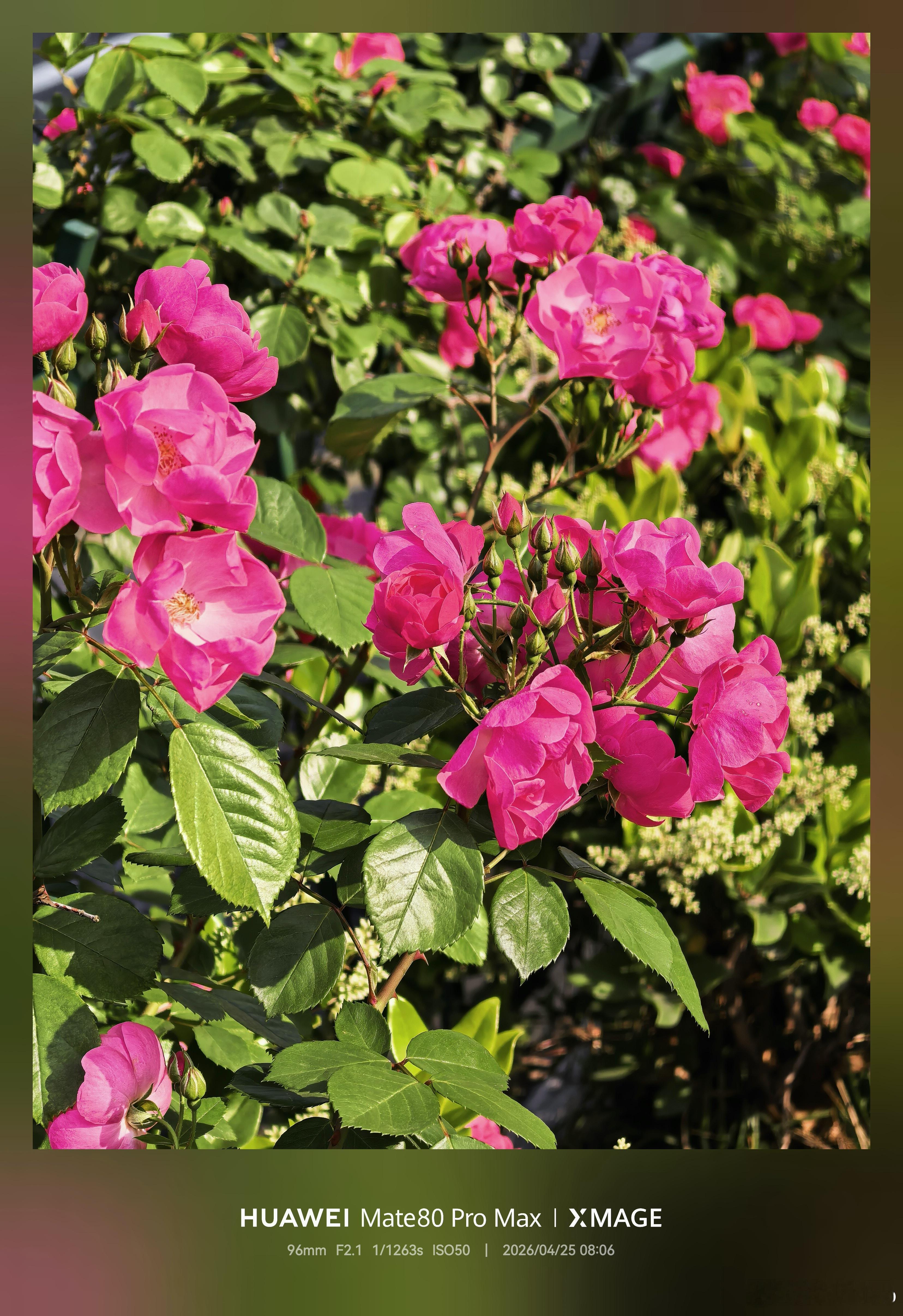 今天升温明显，小伙伴们周末出门的话要注意补水防晒哦杭州四月底要冲30℃了手机摄影