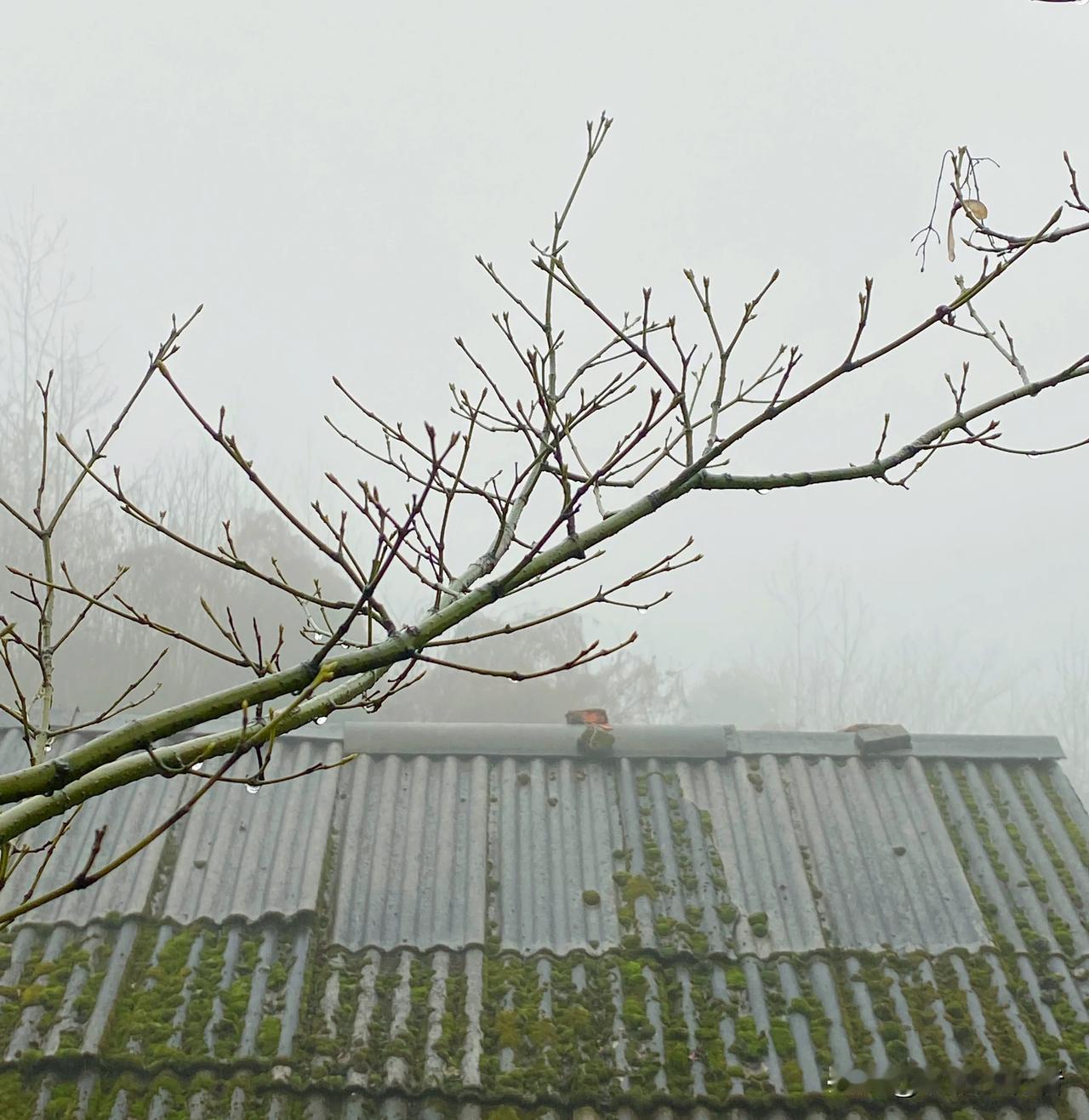 从雨水开始已经连续下了7天的雨了，山里的气温低，每天都要烧火取暖，从早到晚火基本