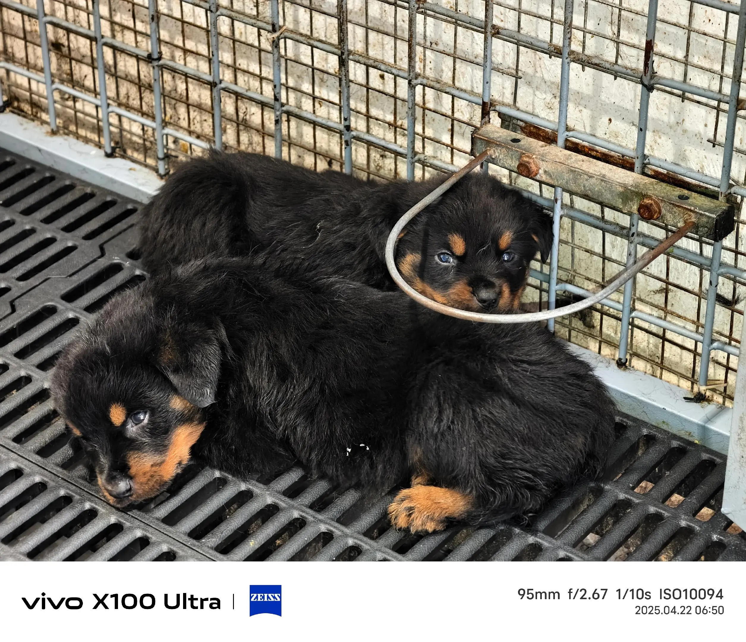 罗威纳护卫犬 德系罗威纳