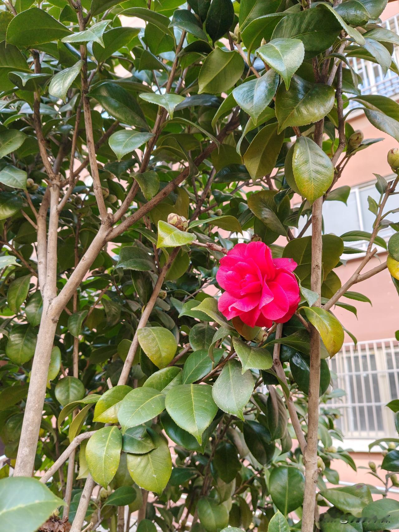 你相册里最近一次的植物的照片前天看见小区门口的三颗山茶树，每一颗树上开了一朵花，
