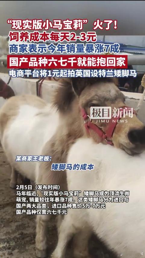 商家称马年矮脚马销量暴涨7成日养成本两三块的家庭萌马 不占空间、不费钱，城市乡村