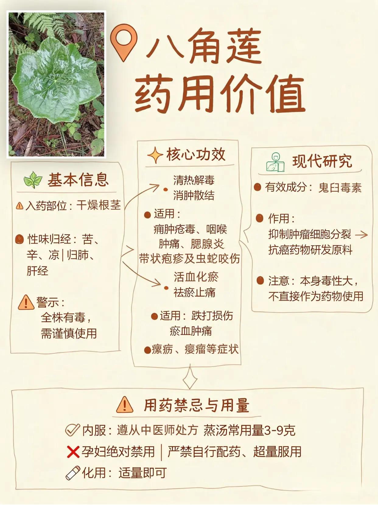 八角莲药用价值及核心种植技术！。八角莲 药材种植