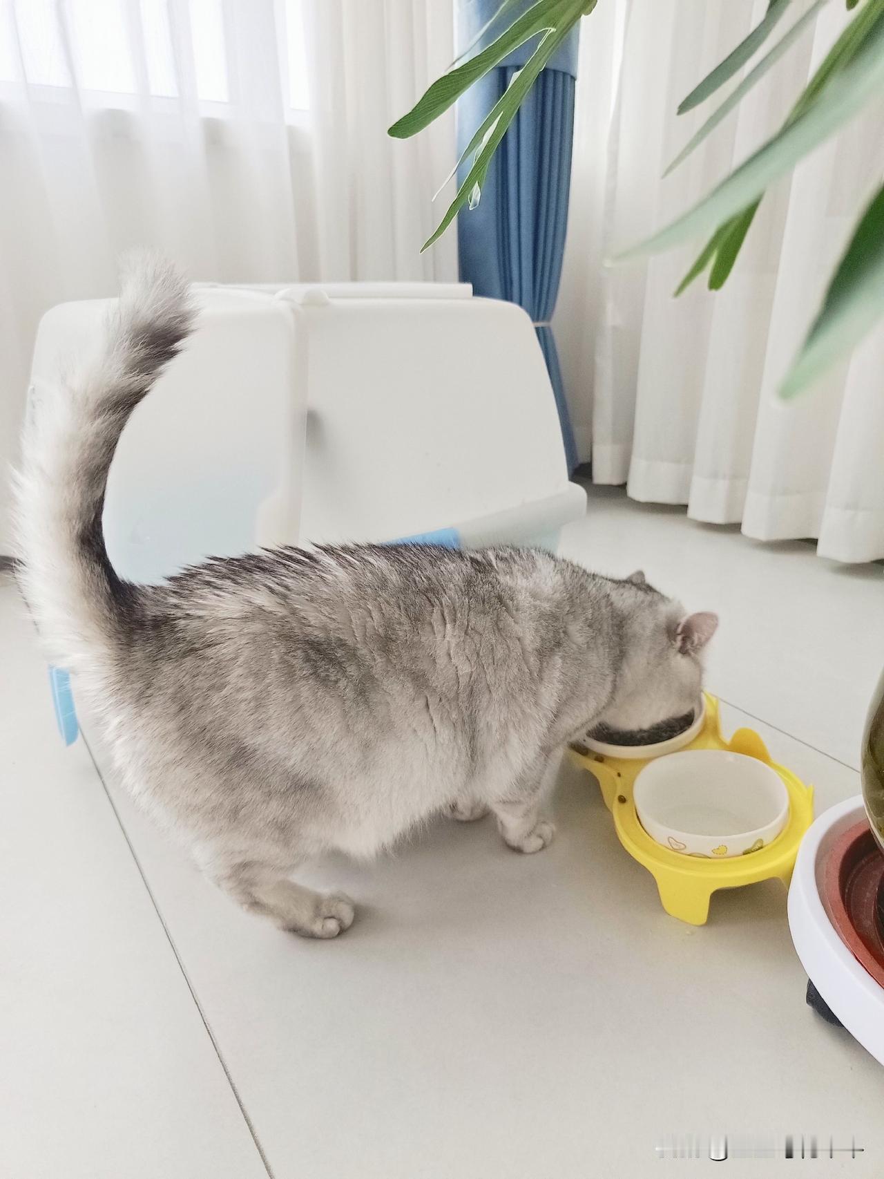 万物皆有灵性，这句话用在我家猫两猫身上正合适。我家猫小毛和猫小白在一起生活两年了