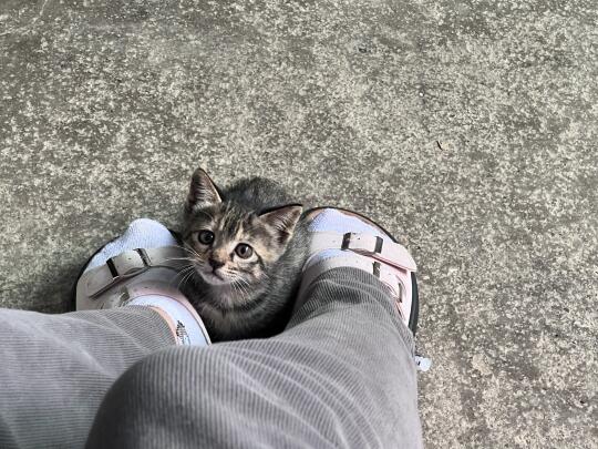 亲手养大一只猫的成就感