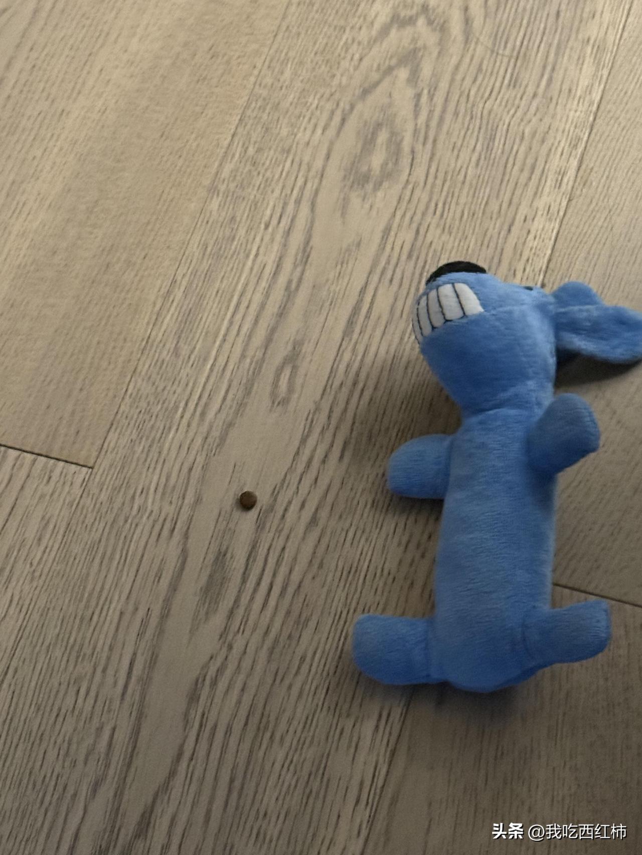 第一个发现我怀孕的是我不到一岁的小狗！
没错！第一个发现我怀孕的就是不到一岁的它